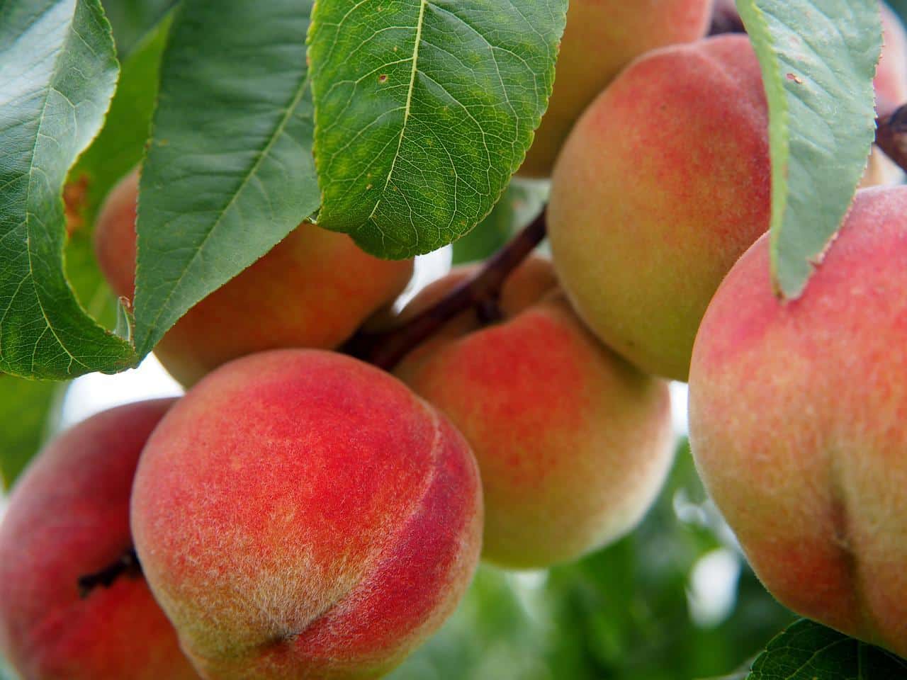 Cosa succede a chi mangia pesche e acqua con il colesterolo alto, ipertensione e glicemia alta? Incredibile