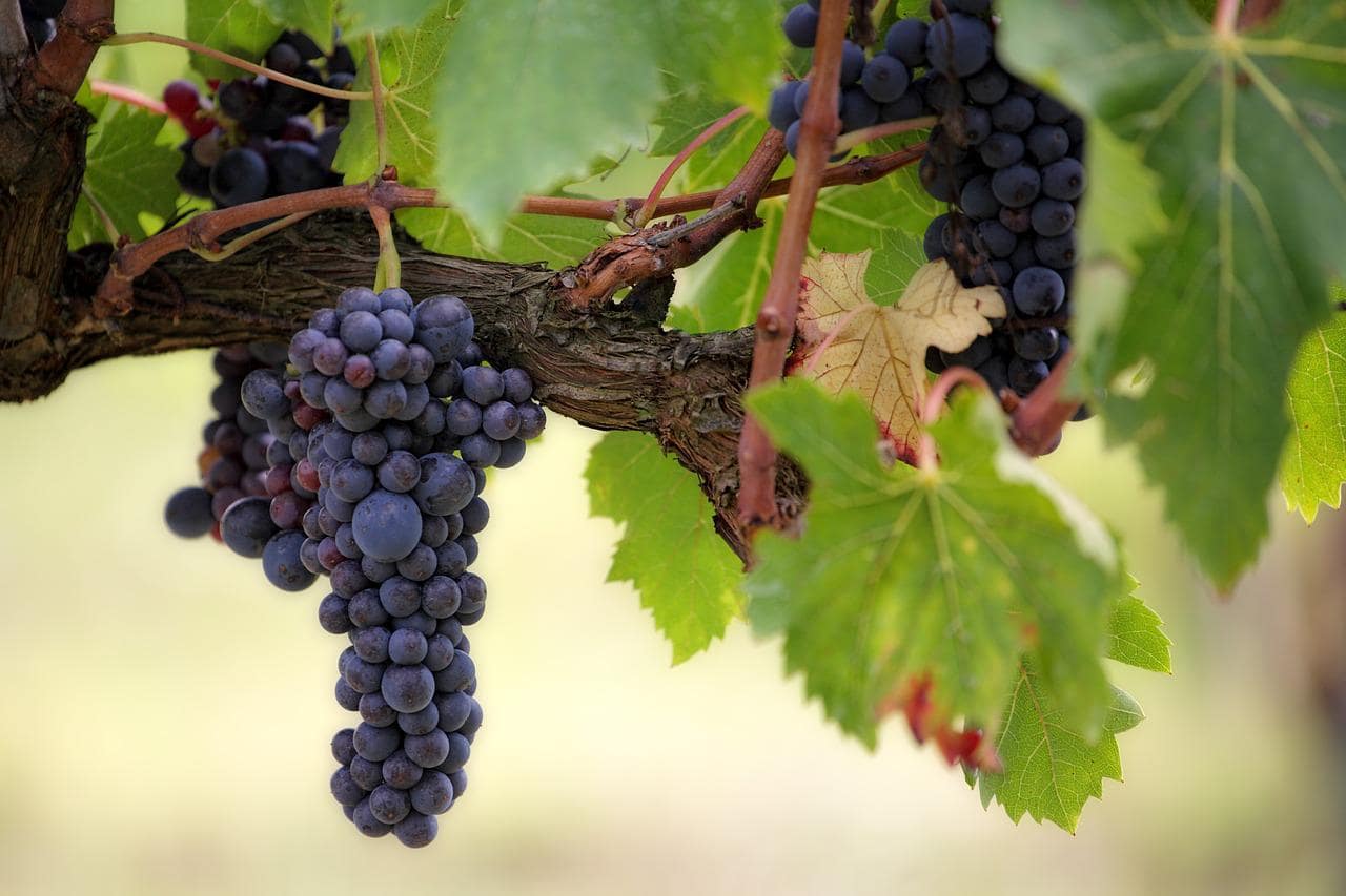 Cosa succede a chi mangia 50 grammi di uva nera per il cuore, il fegato e la glicemia?